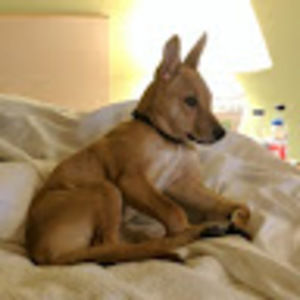 Meet your Posher, Joe